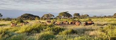 Souvenir du voyage de Sandra, Kenya