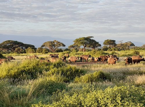 Souvenir du voyage de Sandra, Kenya