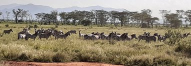 Souvenir du voyage de Sandra, Kenya