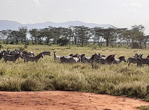 Souvenir du voyage de Sandra, Kenya