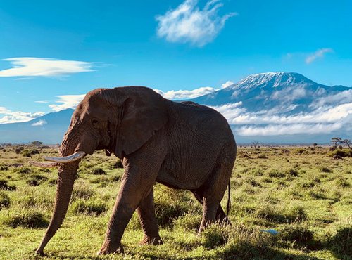 Souvenir du voyage de Henri, Kenya