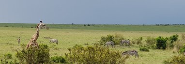 Souvenir du voyage de Nathalie, Kenya