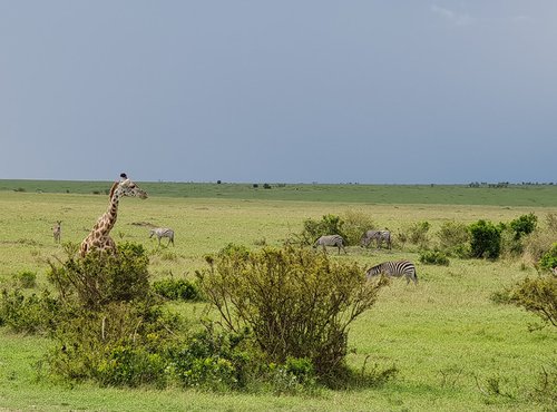 Souvenir du voyage de Nathalie, Kenya