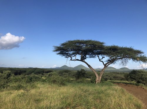 Souvenir du voyage de Severine, Kenya