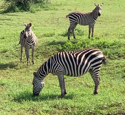 Souvenir du voyage de Severine, Kenya