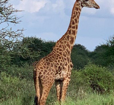 Souvenir du voyage de Severine, Kenya