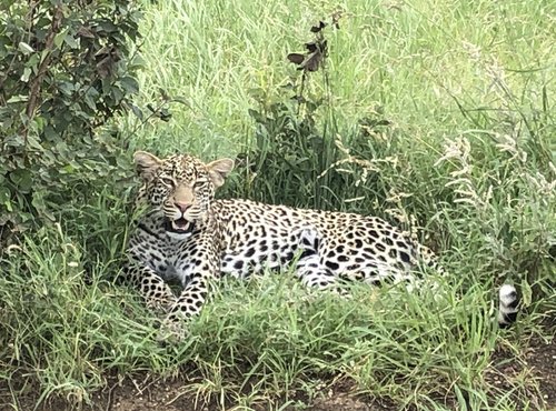 Souvenir du voyage de Severine, Kenya