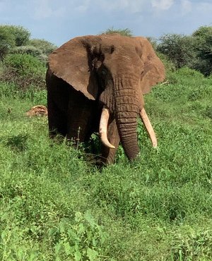 Souvenir du voyage de Severine, Kenya