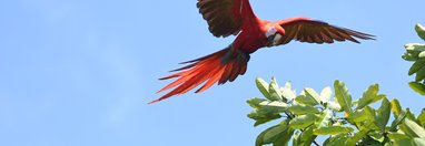 Souvenir du voyage de Sophie, Costa Rica