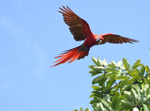 Souvenir du voyage de Sophie, Costa Rica