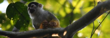 Souvenir du voyage de Sophie, Costa Rica