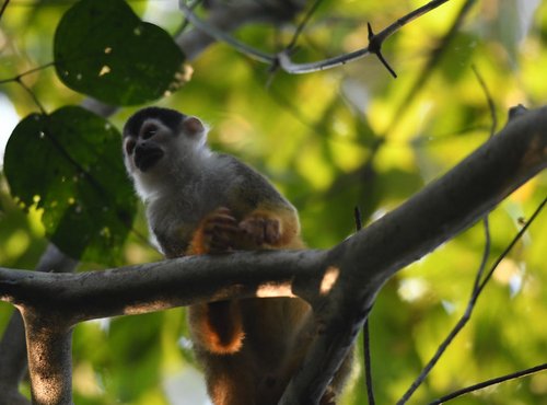 Souvenir du voyage de Sophie, Costa Rica