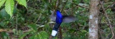 Souvenir du voyage de Sophie, Costa Rica