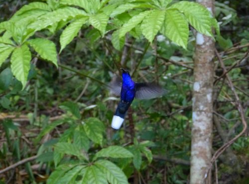 Souvenir du voyage de Sophie, Costa Rica