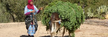 Souvenir du voyage de Wolfgang, Maroc