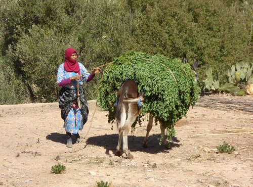 Souvenir du voyage de Wolfgang, Maroc