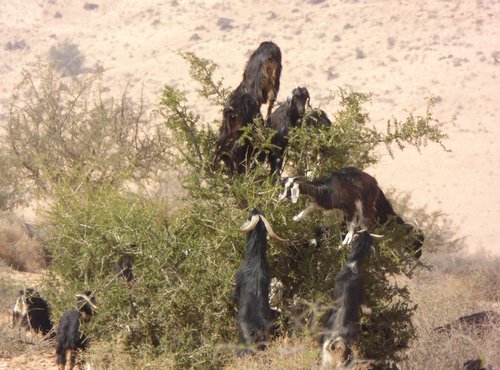 Souvenir du voyage de Wolfgang, Maroc