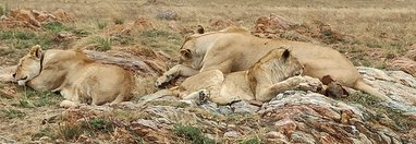 Souvenir du voyage de Isabelle, Tanzanie