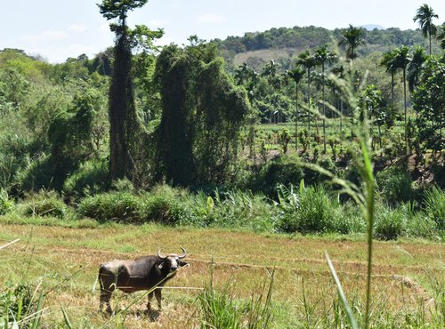 Souvenir du voyage de Pascale, Sri Lanka
