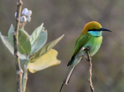 Souvenir du voyage de Pascale, Sri Lanka