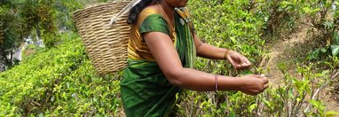 Souvenir du voyage de Pauline, Sri Lanka