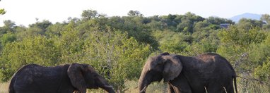 Souvenir du voyage de stephanie, Afrique du Sud