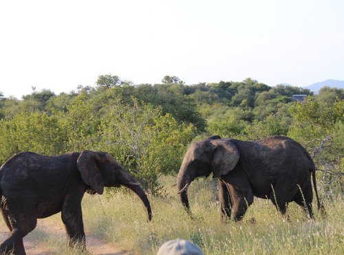 Souvenir du voyage de stephanie, Afrique du Sud