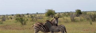 Souvenir du voyage de stephanie, Afrique du Sud