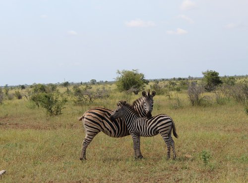 Souvenir du voyage de stephanie, Afrique du Sud