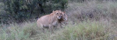 Souvenir du voyage de stephanie, Afrique du Sud