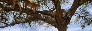 Souvenir du voyage de Bruno, Tanzanie