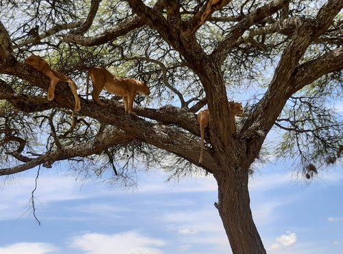 Souvenir du voyage de Bruno, Tanzanie