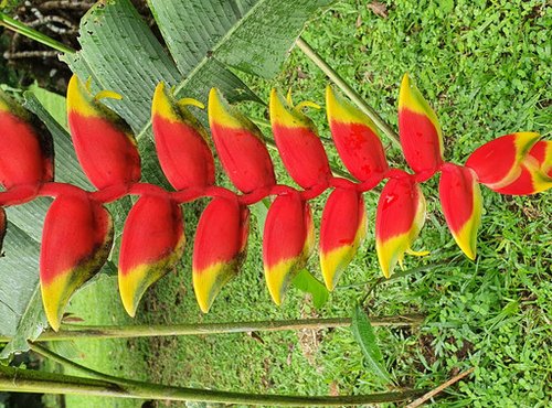 Souvenir du voyage de Patricia, Costa Rica