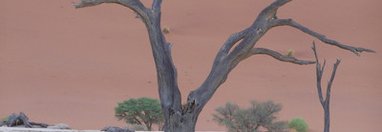 Souvenir du voyage de François, Namibie
