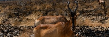 Souvenir du voyage de François, Namibie