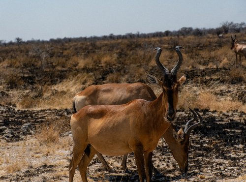 Souvenir du voyage de François, Namibie