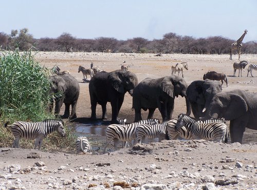 Souvenir du voyage de François, Namibie