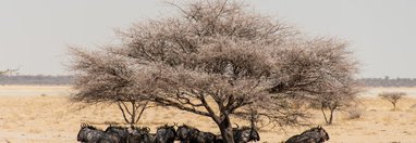 Souvenir du voyage de François, Namibie