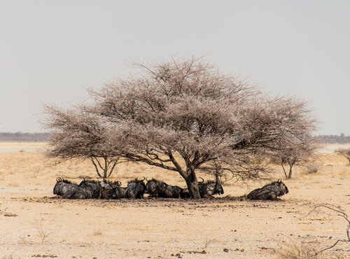 Souvenir du voyage de François, Namibie