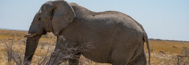 Souvenir du voyage de François, Namibie