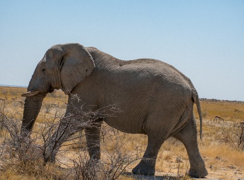 Souvenir du voyage de François, Namibie