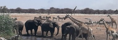 Souvenir du voyage de François, Namibie