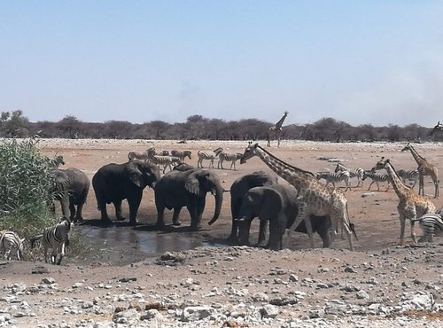 Souvenir du voyage de François, Namibie