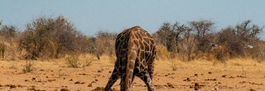 Souvenir du voyage de François, Namibie