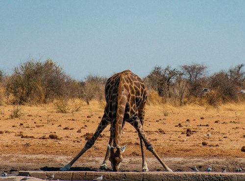 Souvenir du voyage de François, Namibie