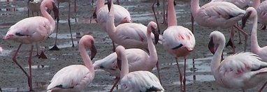 Souvenir du voyage de François, Namibie