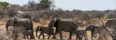 Souvenir du voyage de François, Namibie