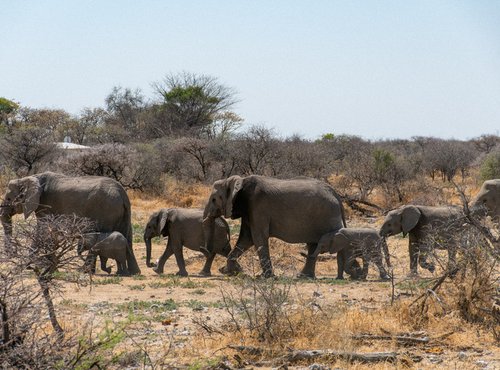Souvenir du voyage de François, Namibie