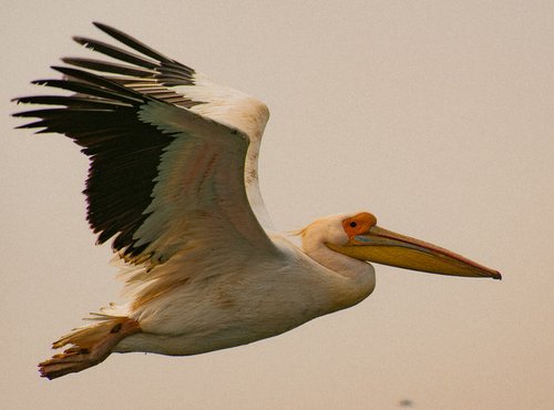 Souvenir du voyage de François, Namibie