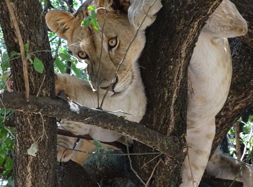 Souvenir du voyage de José, Tanzanie